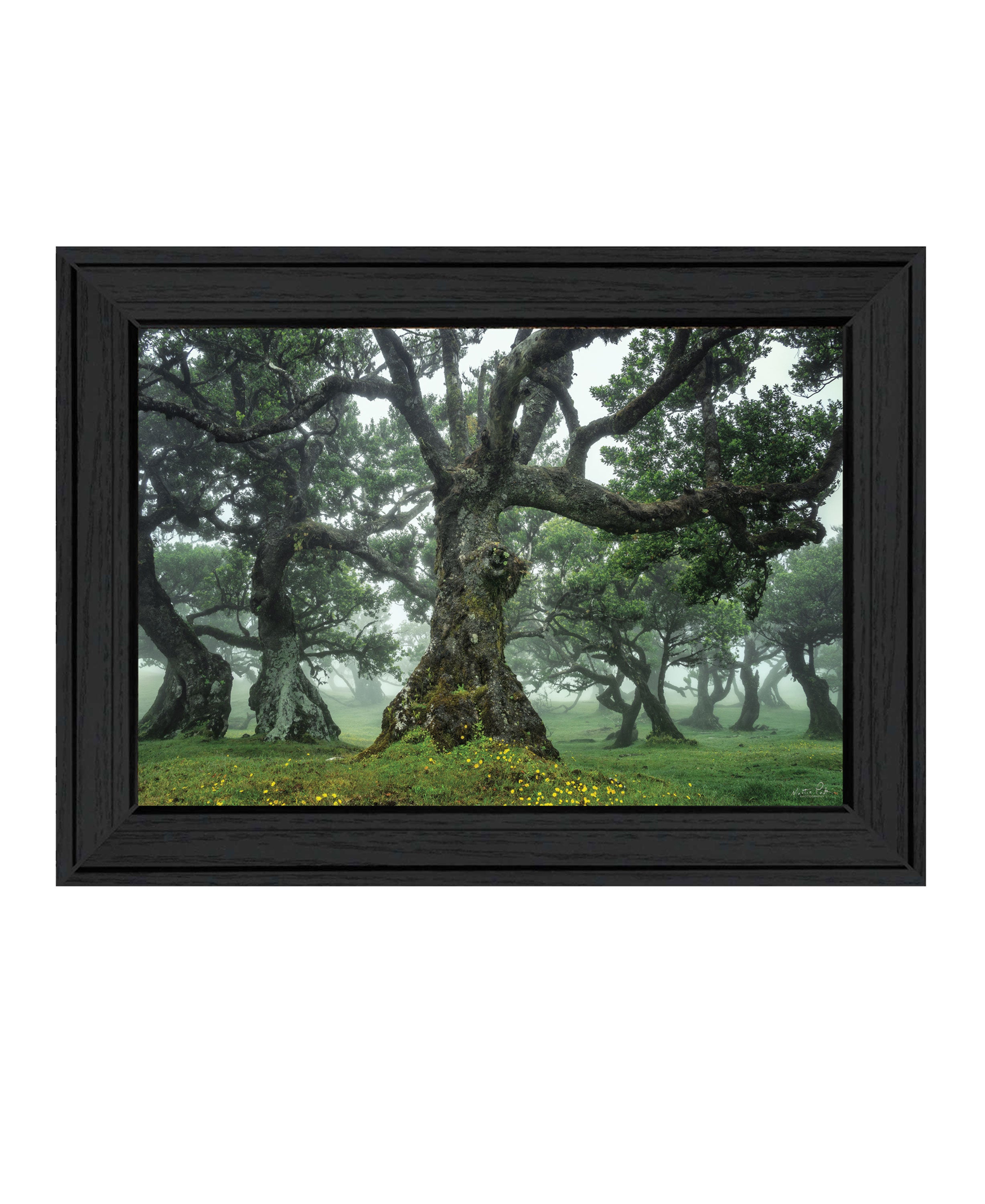 "Enchanted Forest I" by Martin Podt, Ready to Hang Framed Print, Black Frame
