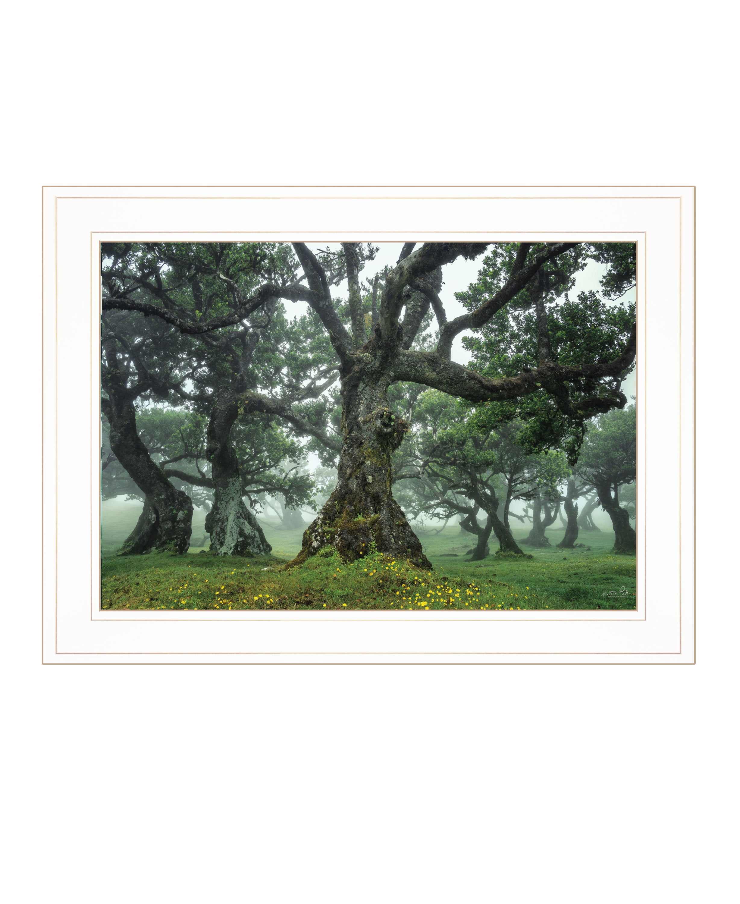 "Enchanted Forest I" by Martin Podt, Ready to Hang Framed Print, White Frame