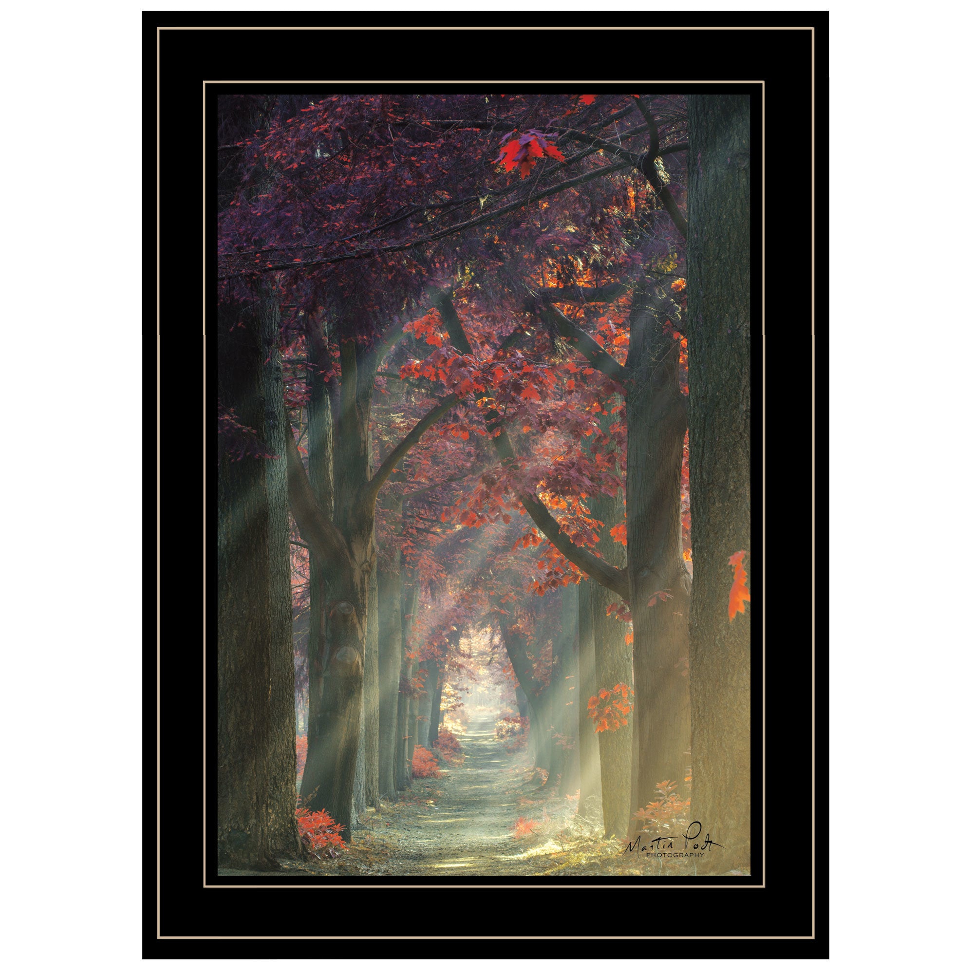 "Path of Happiness" by Martin Podt, Ready to Hang Framed Print, Black Frame