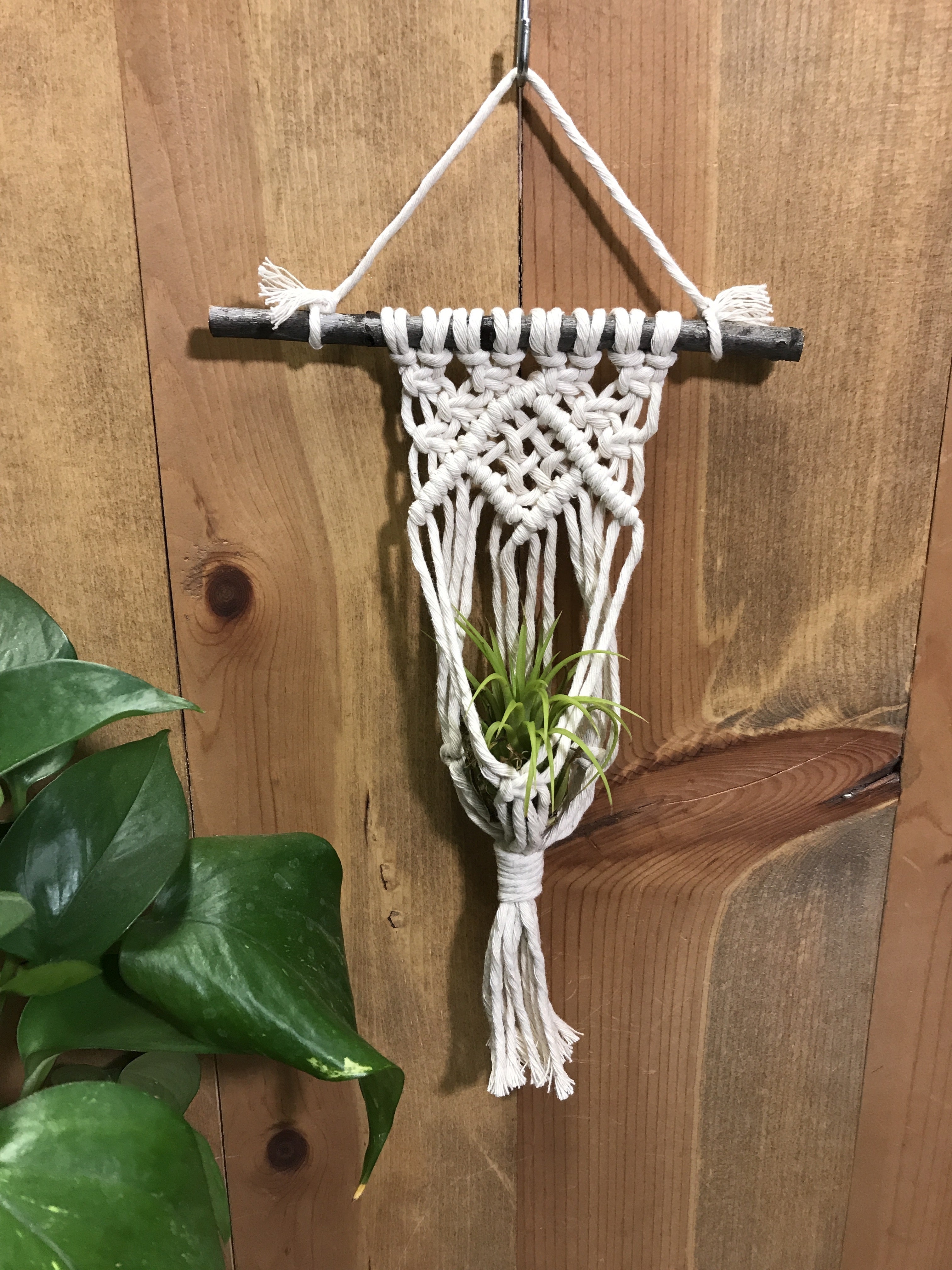 DIY Macrame Small Air Plant Hanger Kit